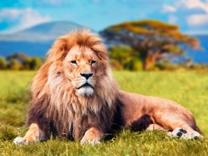 tehlike lion jungle