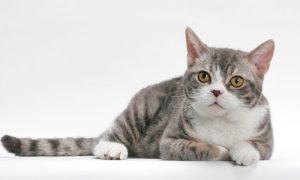 kedi cinsleri EVİNİZİ PAYLAŞABİLECEĞİNİZ 16 KEDİ CİNSİ