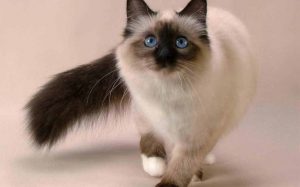kedi cinsleri EVİNİZİ PAYLAŞABİLECEĞİNİZ 16 KEDİ CİNSİ
