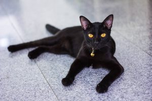 kedi cinsleri EVİNİZİ PAYLAŞABİLECEĞİNİZ 16 KEDİ CİNSİ