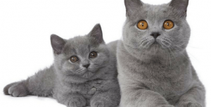 kedi cinsleri EVİNİZİ PAYLAŞABİLECEĞİNİZ 16 KEDİ CİNSİ