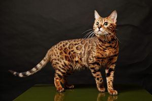 kedi cinsleri bengal kedisi