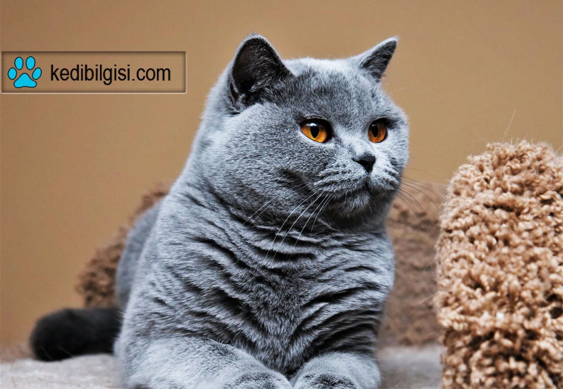 British Shorthair Sahiplenme british shorthair sahiplenme