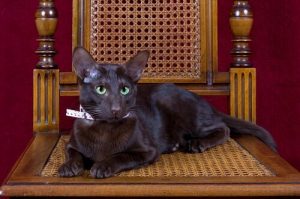 kedi cinsleri EVİNİZİ PAYLAŞABİLECEĞİNİZ 16 KEDİ CİNSİ