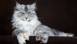 kedi cinsleri EVİNİZİ PAYLAŞABİLECEĞİNİZ 16 KEDİ CİNSİ