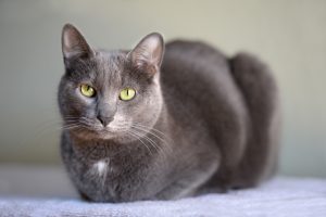kedi cinsleri EVİNİZİ PAYLAŞABİLECEĞİNİZ 16 KEDİ CİNSİ