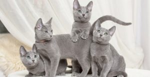 kedi cinsleri EVİNİZİ PAYLAŞABİLECEĞİNİZ 16 KEDİ CİNSİ