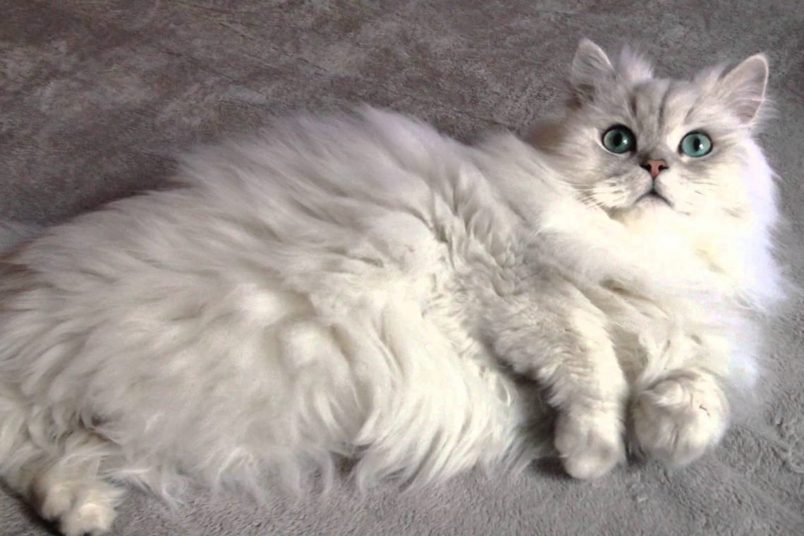 Chinchilla kedi Chinchilla Kedi