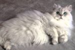 Chinchilla Kedi