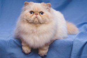 kedi cinsleri EVİNİZİ PAYLAŞABİLECEĞİNİZ 16 KEDİ CİNSİ