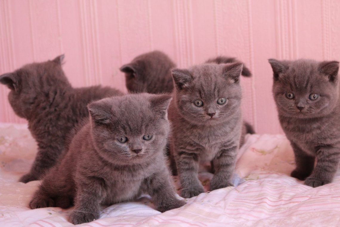 British Shorthair Yavru .