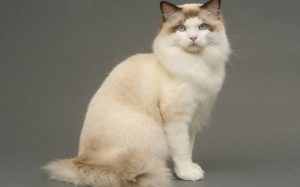 kedi cinsleri EVİNİZİ PAYLAŞABİLECEĞİNİZ 16 KEDİ CİNSİ
