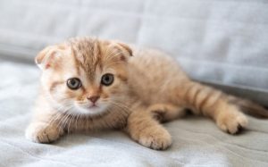kedi cinsleri EVİNİZİ PAYLAŞABİLECEĞİNİZ 16 KEDİ CİNSİ