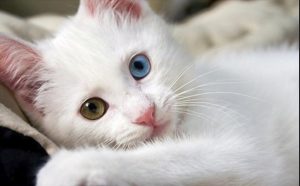 kedi cinsleri EVİNİZİ PAYLAŞABİLECEĞİNİZ 16 KEDİ CİNSİ