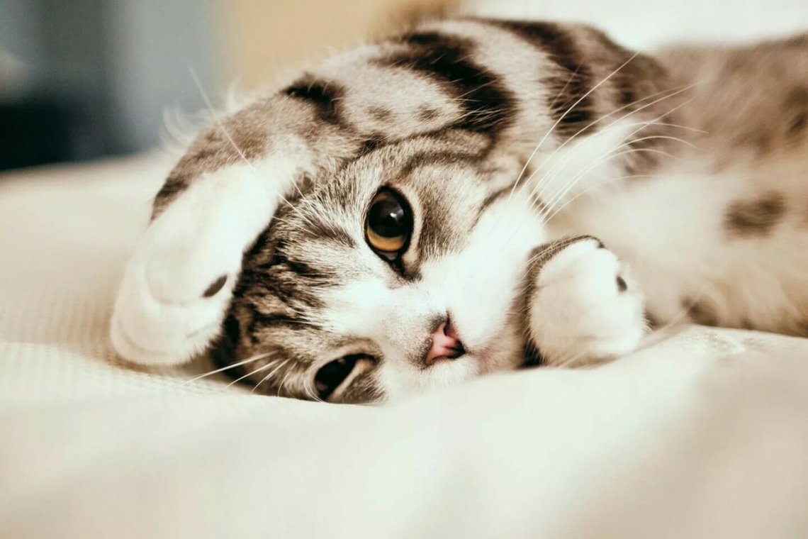 Kedi Fiyatları Kedi Fiyatları