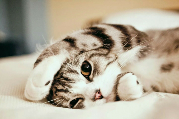 Kedi Fiyatları