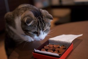 kedilerde çikolata kedi çikolata