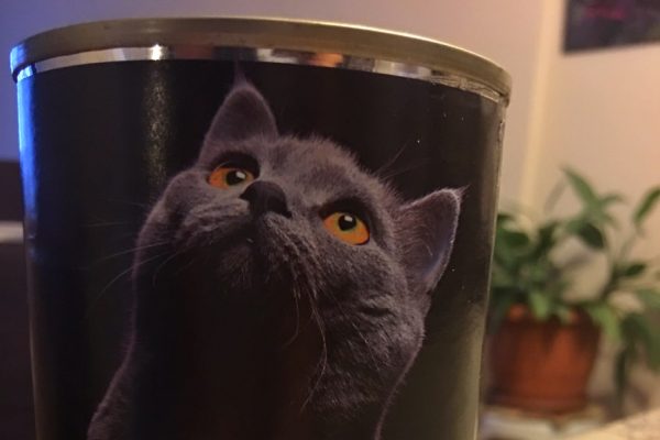 kedi maması seçimi