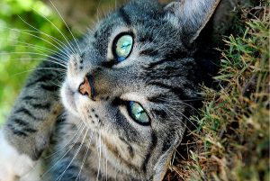 tekir kedi grey-tabby