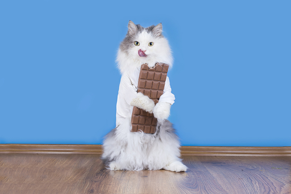 Kedilerde Çikolata: Çikolata Kediler İçin Neden Zararlıdır?