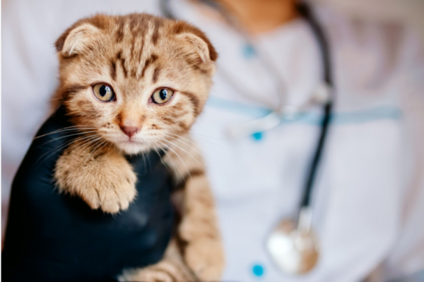 Kedi Aşıları Nelerdir?