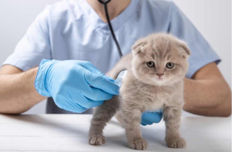 Kedilerde Lösemi,Kedi Lösemi Aşısı (FeLV)