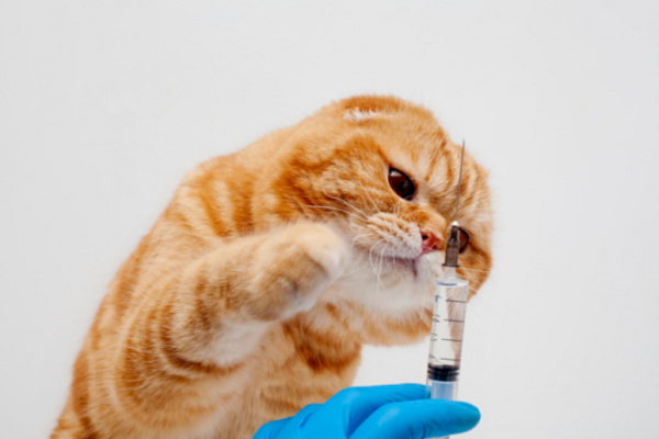 Kedi Parazit Aşısı Hakkında 5 Bilgi