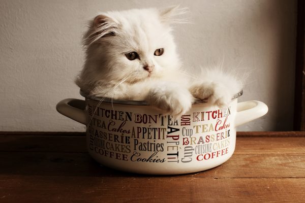 Büyümeyen Kedi Cinsleri