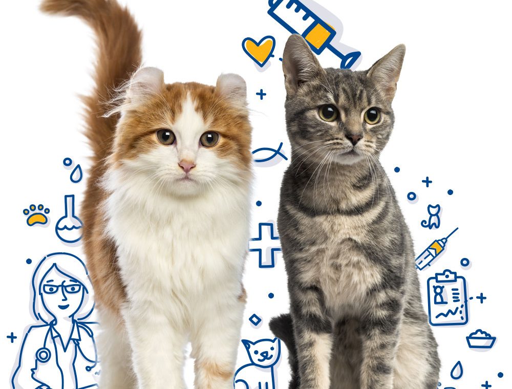 kedi aşıları kedi-asilari