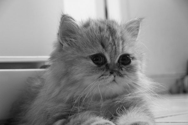 chinchilla-kedisi