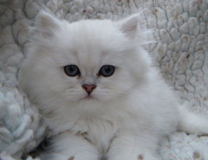 chinchilla