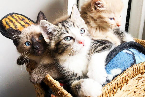 Ankara Kedi Sahiplendirme