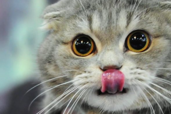 Scottish Kedi