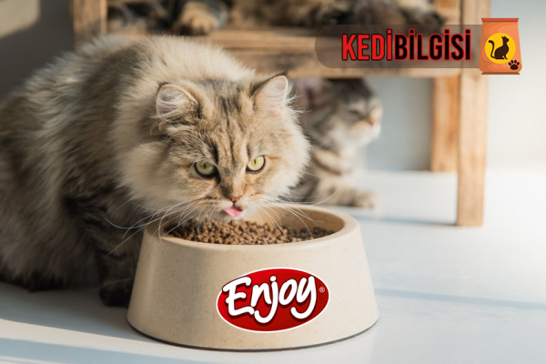 enjoy-kedi-mamasi