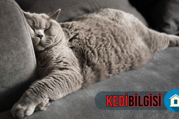 evde-kedi-beslemek