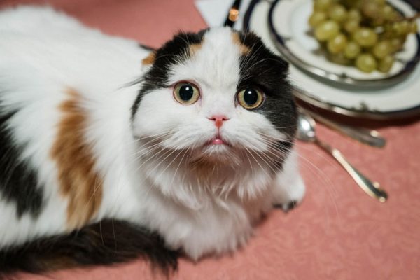 Scottish Fold