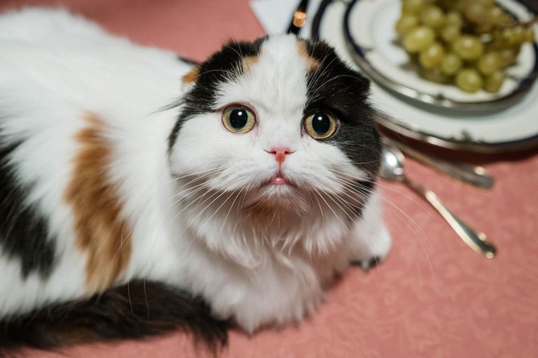 Scottish Fold Scottish Fold